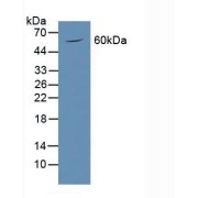 Western blot analysis of Mouse Brain Tissue.