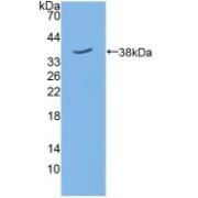 Western blot analysis of recombinant Mouse SIRT6.