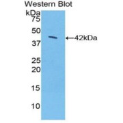 abx100664