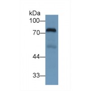 Western blot analysis of Human Lung lysate, using Human TRF Antibody (1 µg/ml) and HRP-conjugated Goat Anti-Rabbit antibody (<a href="https://www.abbexa.com/index.php?route=product/search&amp;search=abx400043" target="_blank">abx400043</a>, 0.2 µg/ml).