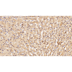 Transferrin (TF) Antibody