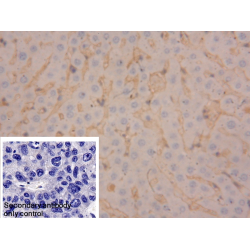 Transferrin (TF) Antibody