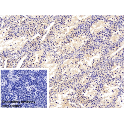 Transferrin (TF) Antibody
