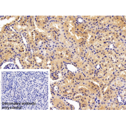 Transferrin (TF) Antibody