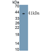 WB analysis of recombinant TF protein.