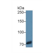 abx100686