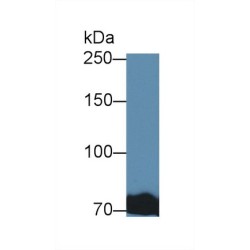 Transferrin (TF) Antibody