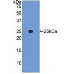 Ubiquitin D (UBD) Antibody
