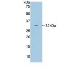 Uromodulin (UMOD) Antibody