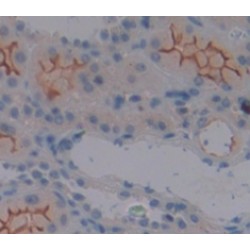Uromodulin (UMOD) Antibody