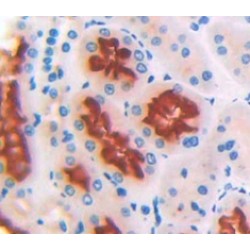 Uromodulin (UMOD) Antibody