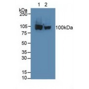 Western blot analysis of (1) Human HeLa cells and (2) Human HepG2 Cells.
