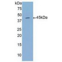 Annexin A1 (ANXA1) Antibody
