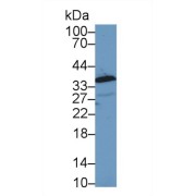 Western blot analysis of Cavia Lung lysate, using Cavia ANXA1 Antibody (1 µg/ml) and HRP-conjugated Goat Anti-Rabbit antibody (<a href="https://www.abbexa.com/index.php?route=product/search&amp;search=abx400043" target="_blank">abx400043</a>, 0.2 µg/ml).