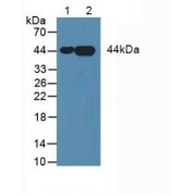 Western blot analysis of (1) Human Lung Tissue and (2) Human HepG2 Cells.