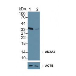 Annexin A3 (ANXA3) Antibody