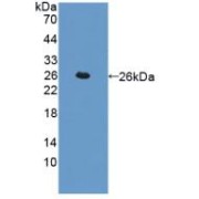 Western blot analysis of recombinant Human CTSL.