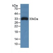Western blot analysis of recombinant Human Ceruloplasmin.