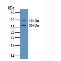 Gap Junction Alpha-1 Protein / CX43 (GJA1) Antibody