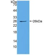 Western blot analysis of recombinant Human CX43/GJA1 Protein.