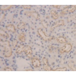 Gap Junction Alpha-1 Protein / CX43 (GJA1) Antibody