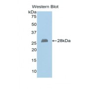 Western blot analysis of recombinant Human EXT1.
