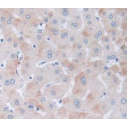 Fibrillin 1 (FBN1) Antibody