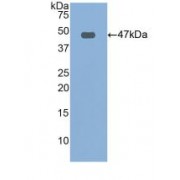 Western blot analysis of recombinant Human FBN1.