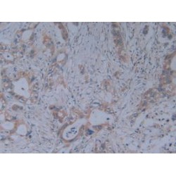Fibrillin 1 (FBN1) Antibody