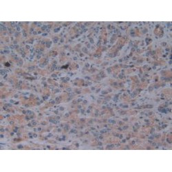 Fibrillin 1 (FBN1) Antibody