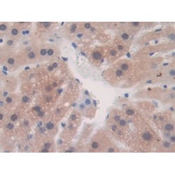 Fibrillin 1 (FBN1) Antibody