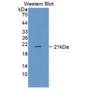 Western blot analysis of recombinant Human FLG2 Protein.