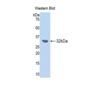 Western blot analysis of recombinant Mouse PROM1 protein.