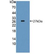 Western blot analysis of recombinant Mouse Thyroglobulin.
