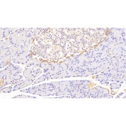 Tissue Factor (F3) Antibody