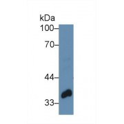 Western blot analysis of Pig Mammary gland lysate, using Human TWF1 Antibody (3 µg/ml) and HRP-conjugated Goat Anti-Rabbit antibody (<a href="https://www.abbexa.com/index.php?route=product/search&amp;search=abx400043" target="_blank">abx400043</a>, 0.2 µg/ml).