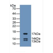 Western blot analysis of recombinant Human UCN2.
