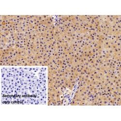 Urocortin 2 (UCN2) Antibody