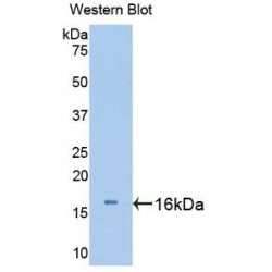 Urocortin 3 (UCN3) Antibody