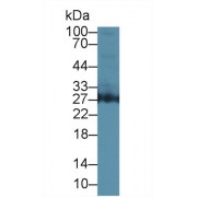 Western blot analysis of Human 293T cell lysate, using Human AZU1 Antibody (1 µg/ml) and HRP-conjugated Goat Anti-Rabbit antibody (<a href="https://www.abbexa.com/index.php?route=product/search&amp;search=abx400043" target="_blank">abx400043</a>, 0.2 µg/ml).