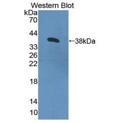 Contactin 4 (CNTN4) Antibody