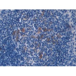 Interleukin 4 (IL4) Antibody