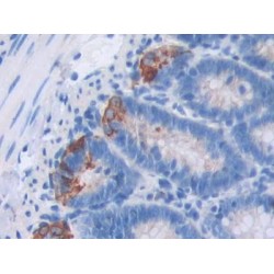 Interleukin 4 (IL4) Antibody