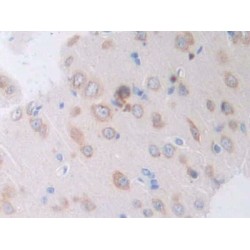 Interleukin 4 (IL4) Antibody