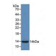 Western blot analysis of recombinant Chicken IL8.