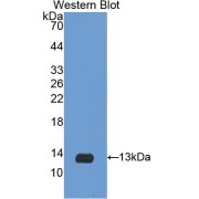 abx100967
