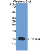 abx100968