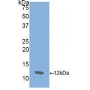 Western blot analysis of recombinant Horse IL8.