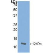 abx100971