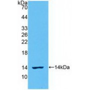 Western blot analysis of recombinant Sheep IL8.